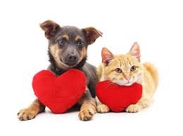 Animals & Pets